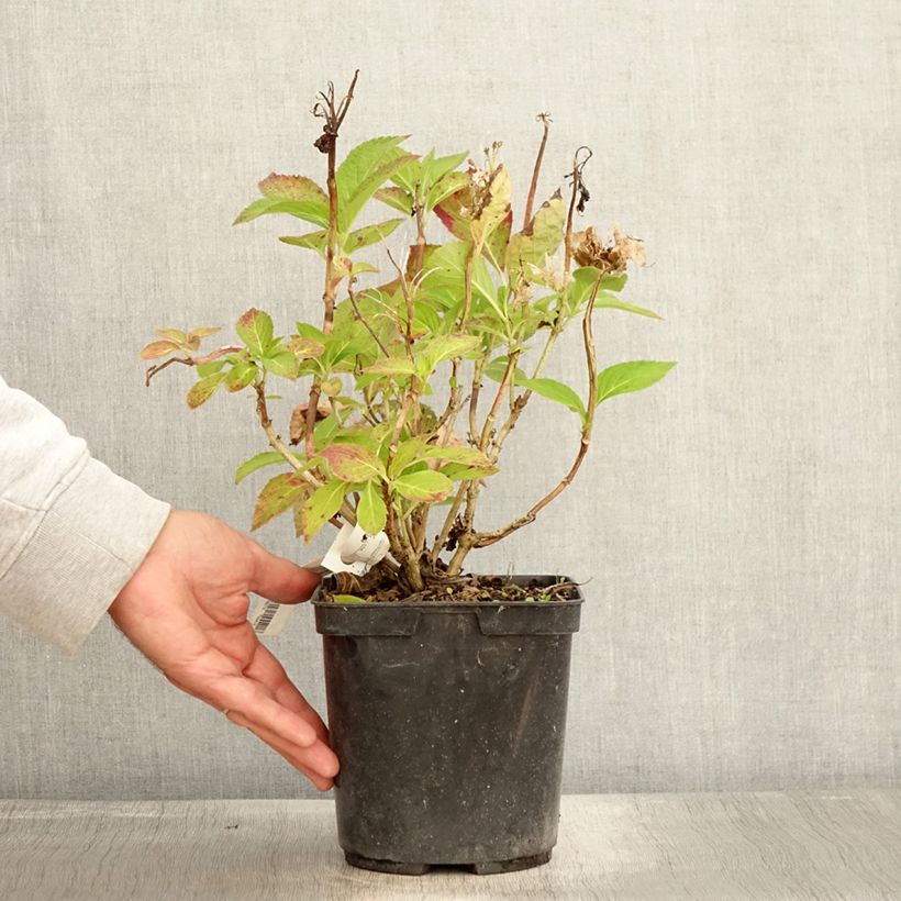 Esimerkki syksyllä toimitetusta Jalohortensia Rahic 3 litran/4 litran ruukku-taimesta