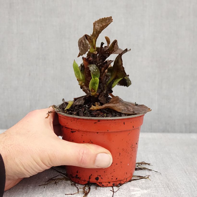 Esimerkki syksyllä toimitetusta Jalohortensia Choco Love 12 cm / 13 cm ruukku-taimesta