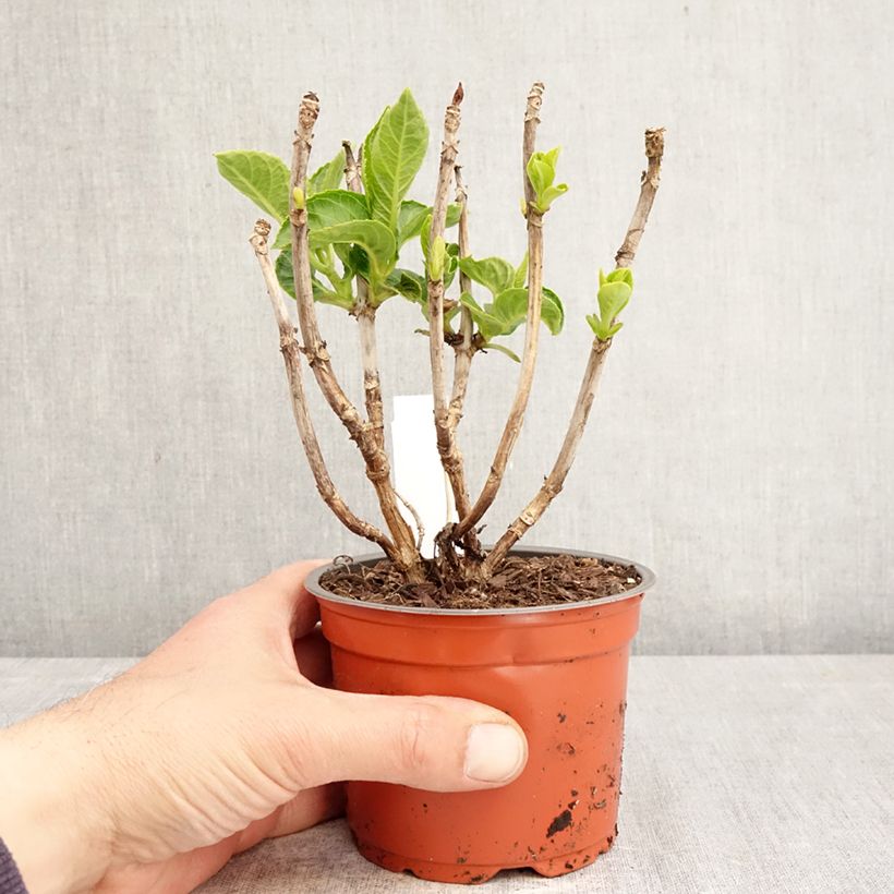 Esimerkki keväällä toimitetusta Jalohortensia Dark Pink Love 12 cm / 13 cm ruukku-taimesta
