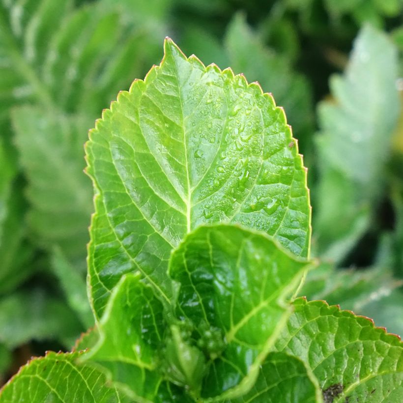 Jalohortensia Ferrari Love (Lehvistö)