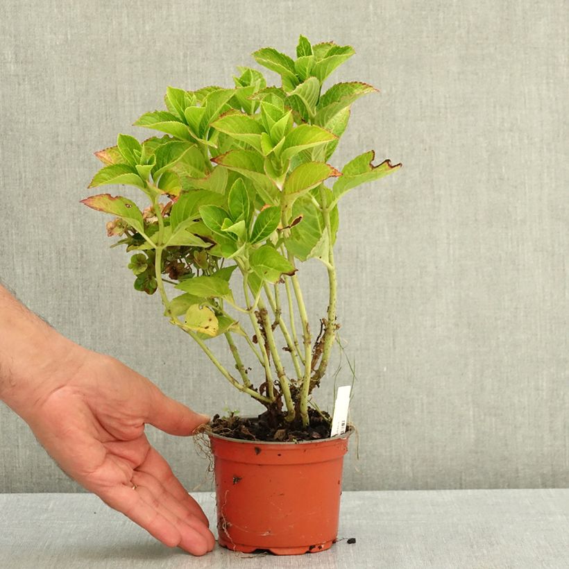 Esimerkki kesällä toimitetusta Jalohortensia Ferrari Love 12 cm / 13 cm ruukku-taimesta