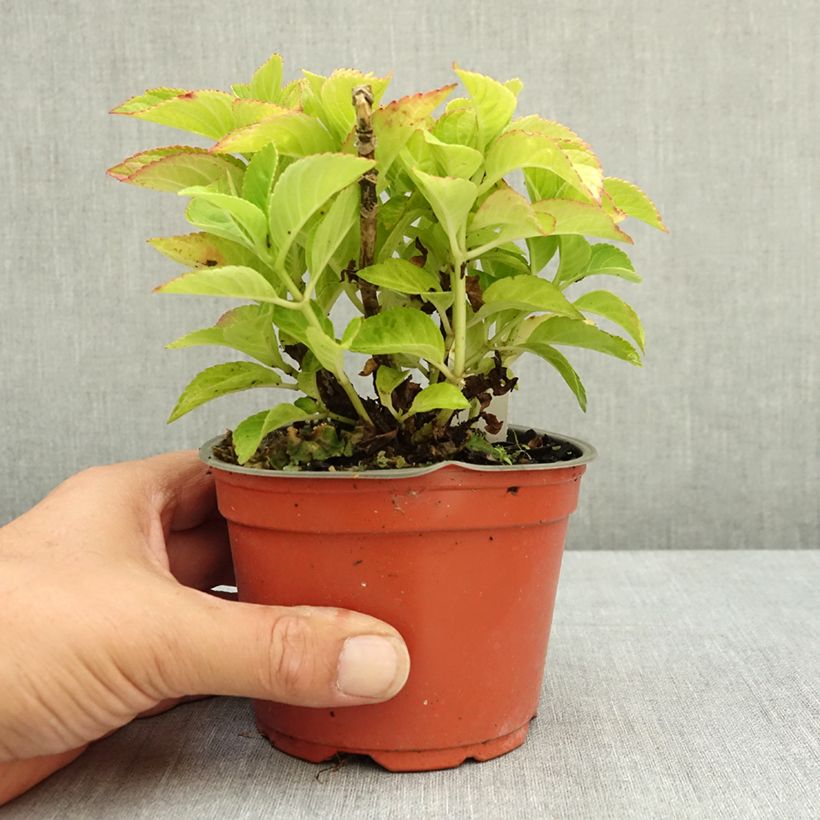 Esimerkki kesällä toimitetusta Jalohortensia Rebellion Red Love 12 cm / 13 cm ruukku-taimesta