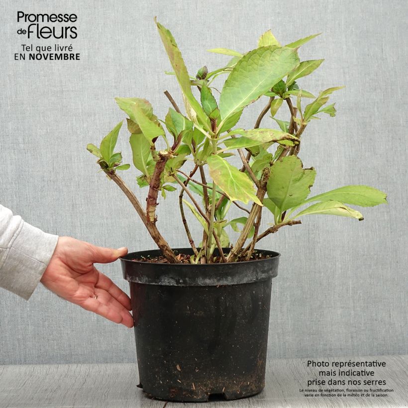 Esimerkki syksyllä toimitetusta Jalohortensia Red Ace 4 litran/5 litran ruukku-taimesta
