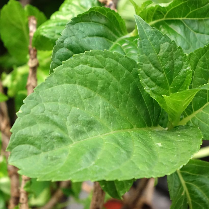 Jalohortensia Bella Pesche (Lehvistö)