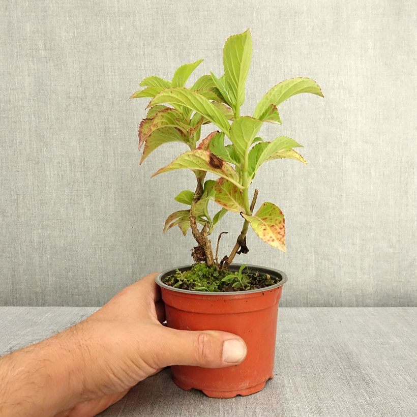 Esimerkki kesällä toimitetusta Jalohortensia Bella Pesche 12 cm / 13 cm ruukku-taimesta