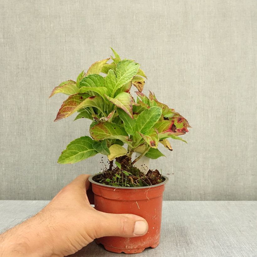 Esimerkki kesällä toimitetusta Jalohortensia Elegant Rosa 12 cm / 13 cm ruukku-taimesta