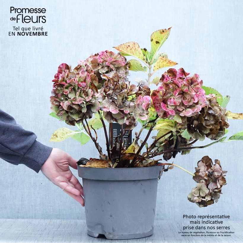 Esimerkki syksyllä toimitetusta Jalohortensia Rosita 7,5 litran / 10 litran ruukku-taimesta