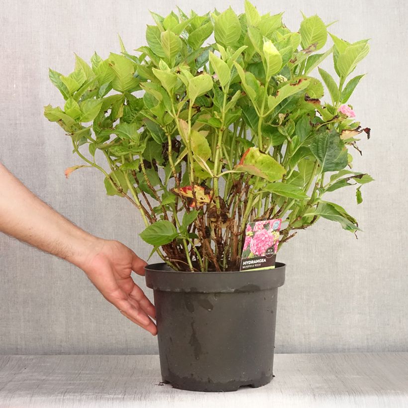 Esimerkki kesällä toimitetusta Jalohortensia Rosita 7,5 litran / 10 litran ruukku-taimesta