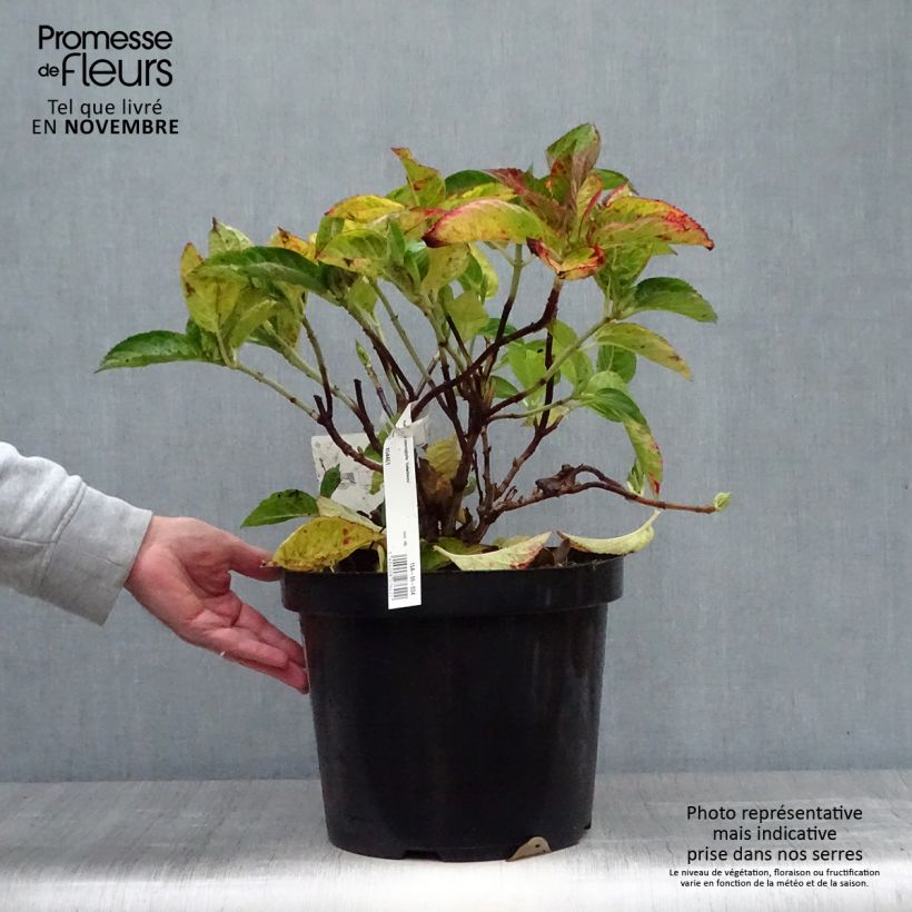 Esimerkki syksyllä toimitetusta Jalohortensia Rotschwanz 7,5 litran / 10 litran ruukku-taimesta