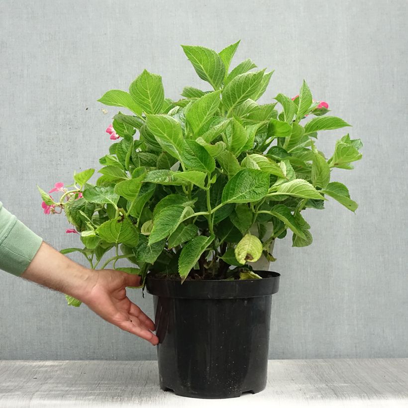 Esimerkki kesällä toimitetusta Jalohortensia Rotschwanz 7,5 litran / 10 litran ruukku-taimesta