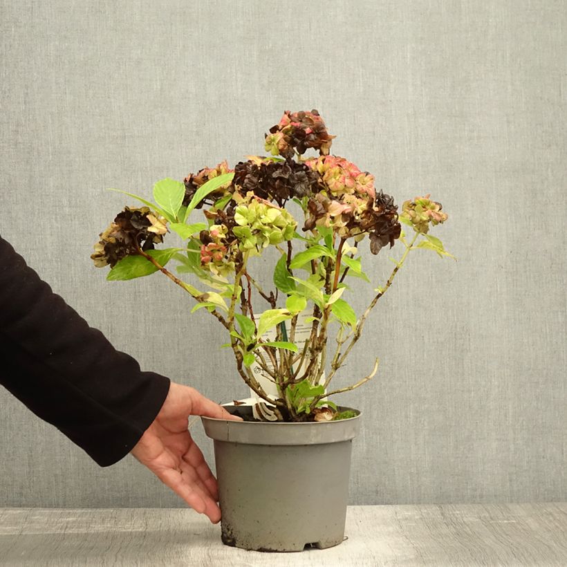 Esimerkki syksyllä toimitetusta Jalohortensia Schloss Wackerbarth 3 litran/4 litran ruukku-taimesta