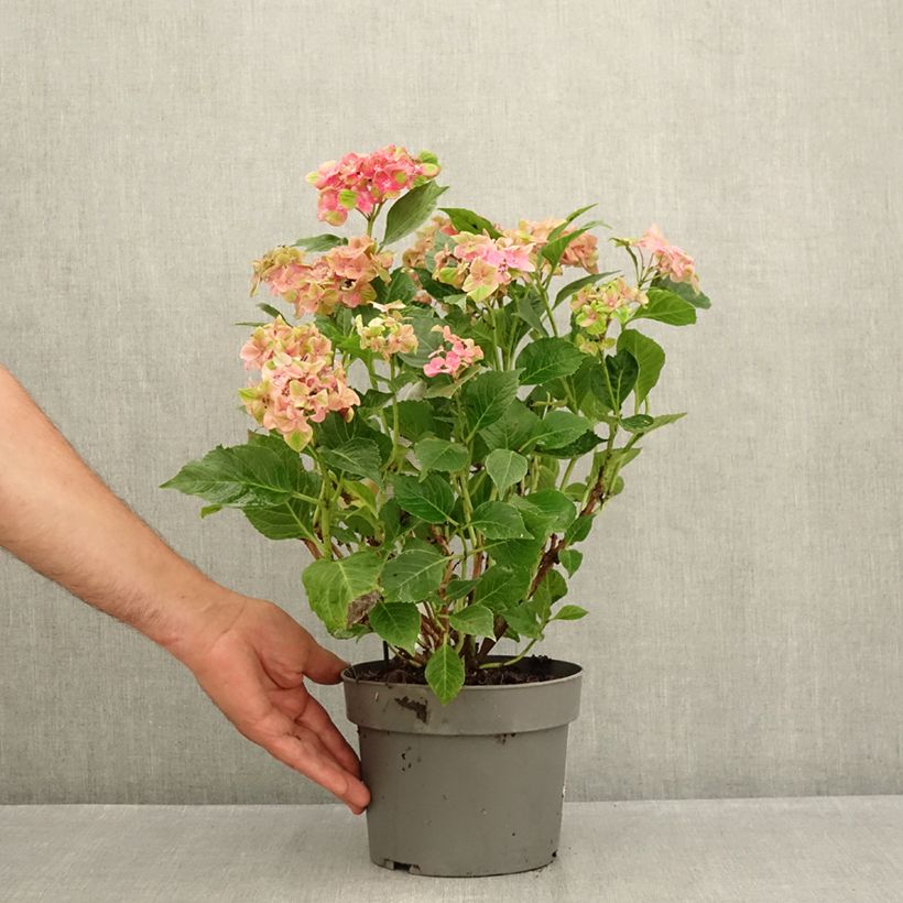 Esimerkki kesällä toimitetusta Jalohortensia Schloss Wackerbarth 3 litran/4 litran ruukku-taimesta