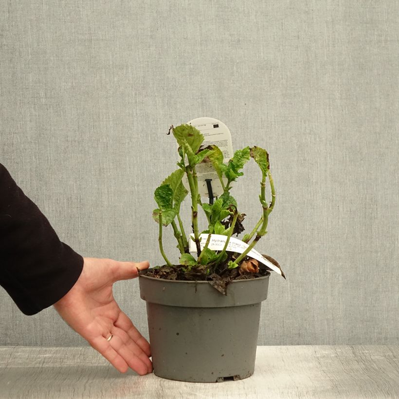Esimerkki syksyllä toimitetusta Jalohortensia Schneeball 2 litran/3 litran ruukku-taimesta