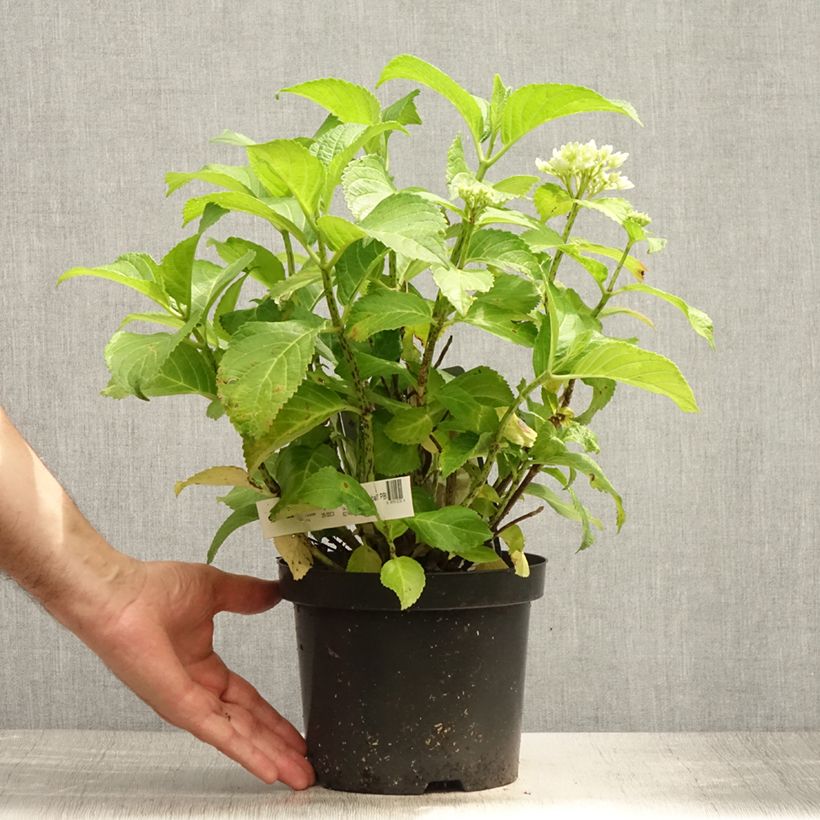 Esimerkki kesällä toimitetusta Jalohortensia Schneeball 2 litran/3 litran ruukku-taimesta