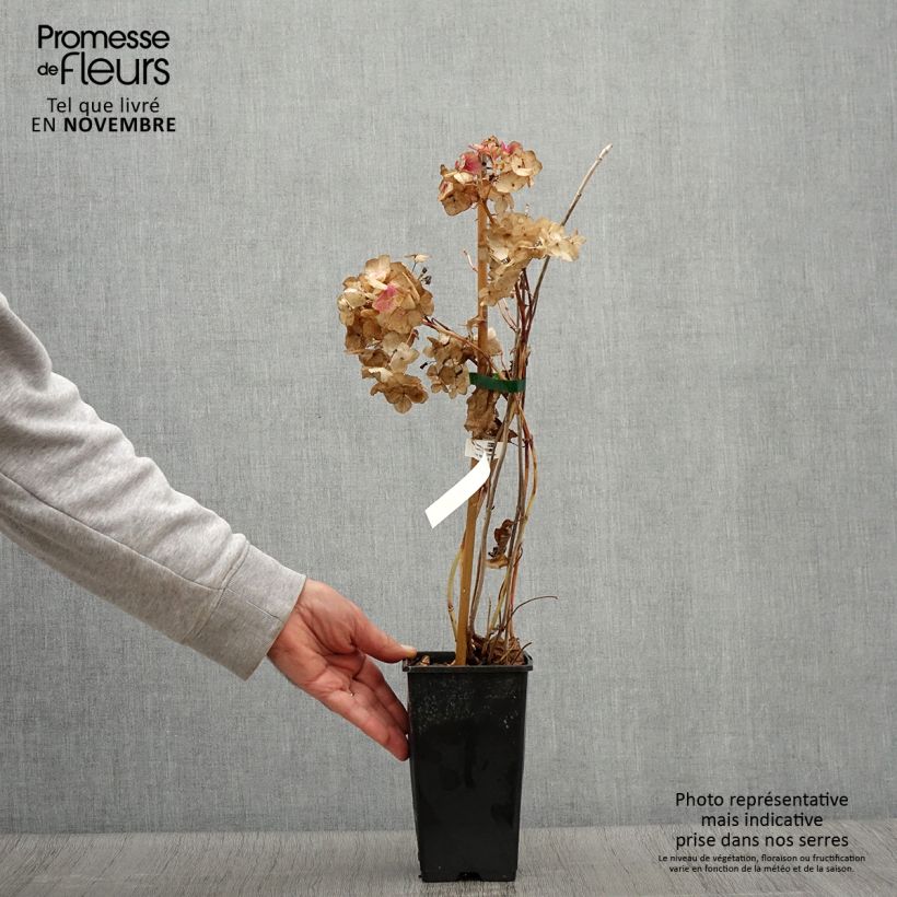 Esimerkki syksyllä toimitetusta Jalohortensia So Long Rosy 1,5 litran / 2 litran kannu-taimesta
