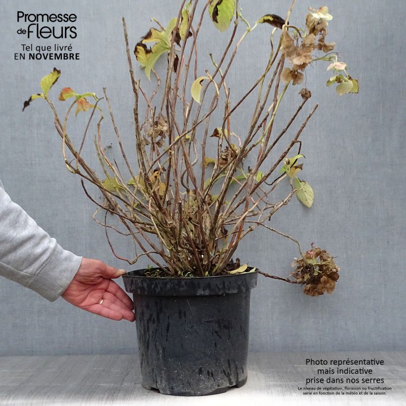 Esimerkki syksyllä toimitetusta Jalohortensia Soeur Thérèse 7,5 litran / 10 litran ruukku-taimesta