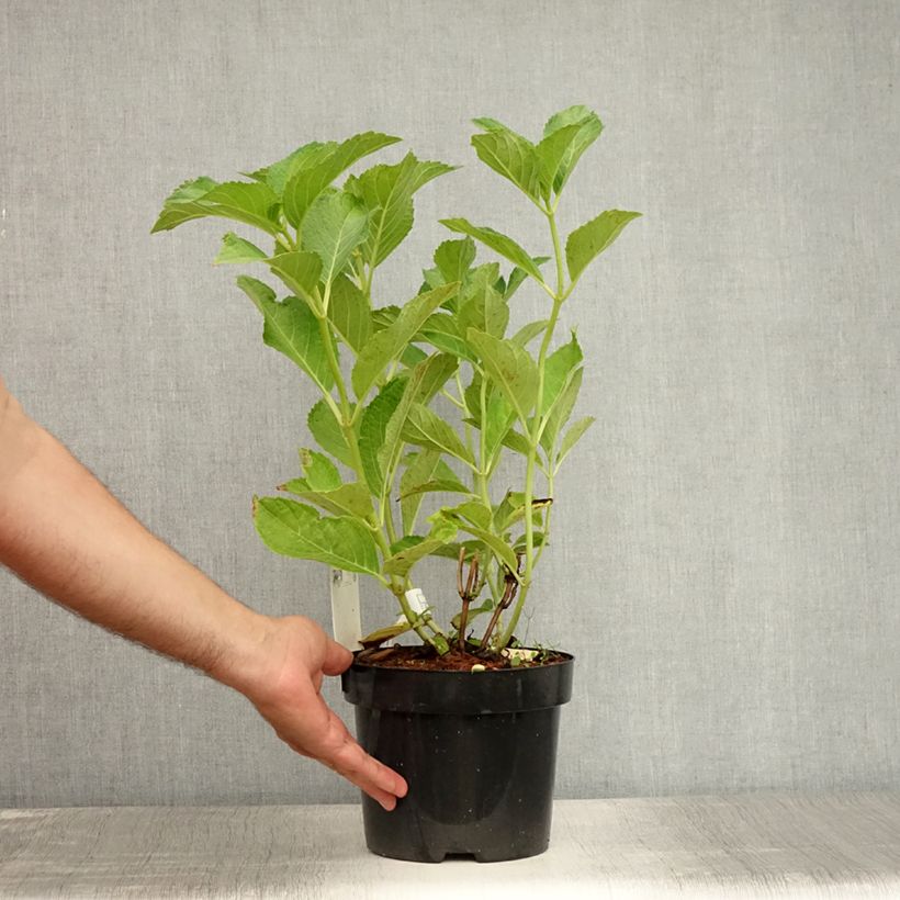 Esimerkki kesällä toimitetusta Hortensia - Hydrangea macrophylla Sœur Thérèse Pot de 2L/3L-taimesta
