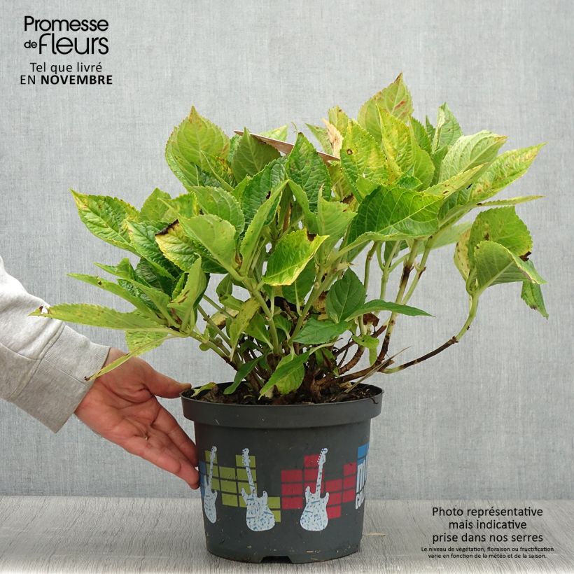 Esimerkki syksyllä toimitetusta Jalohortensia Soft Pink Salsa 4 litran/5 litran ruukku-taimesta