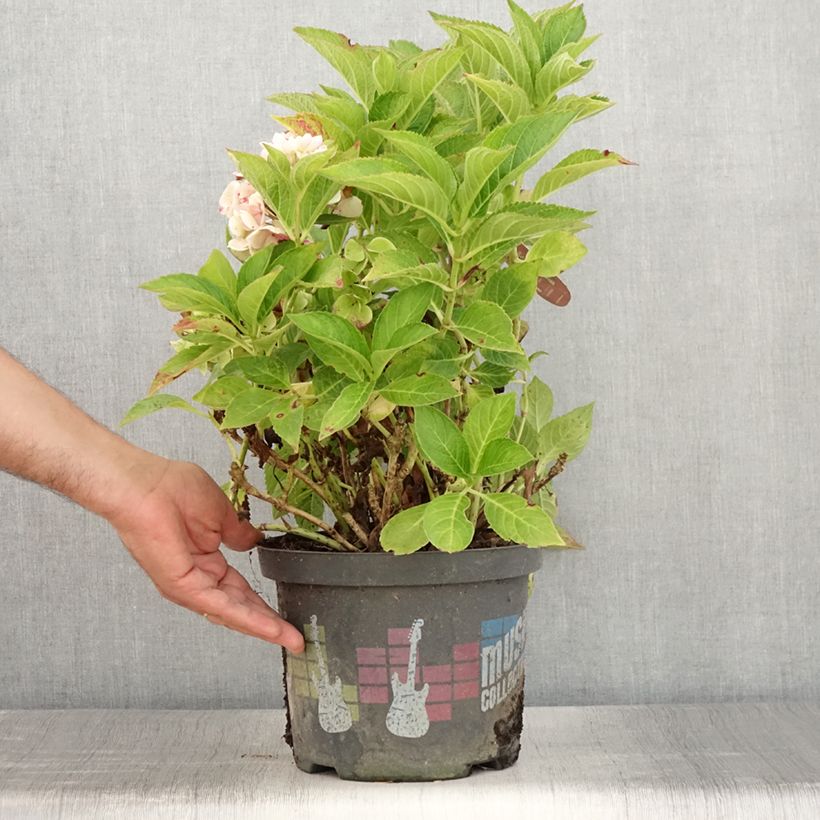 Esimerkki kesällä toimitetusta Jalohortensia Soft Pink Salsa 4 litran/5 litran ruukku-taimesta