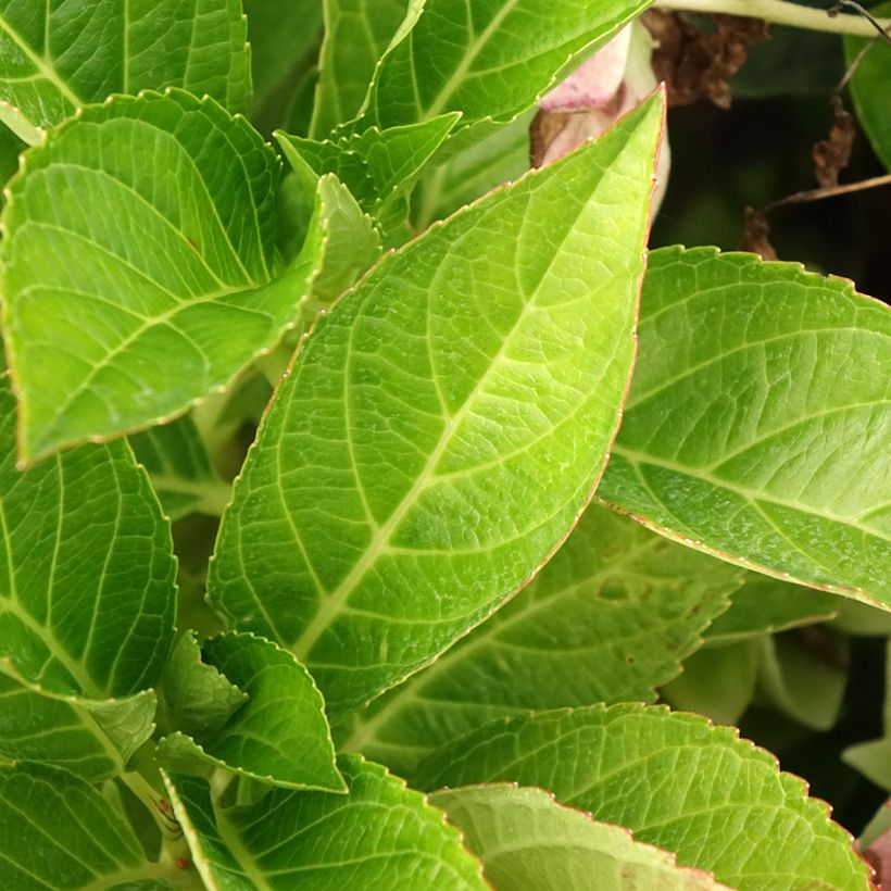 Jalohortensia Soft Pink Salsa (Lehvistö)