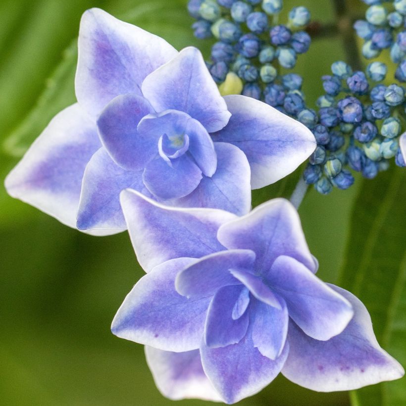 Jalohortensia Star Gazer (Kukinta)