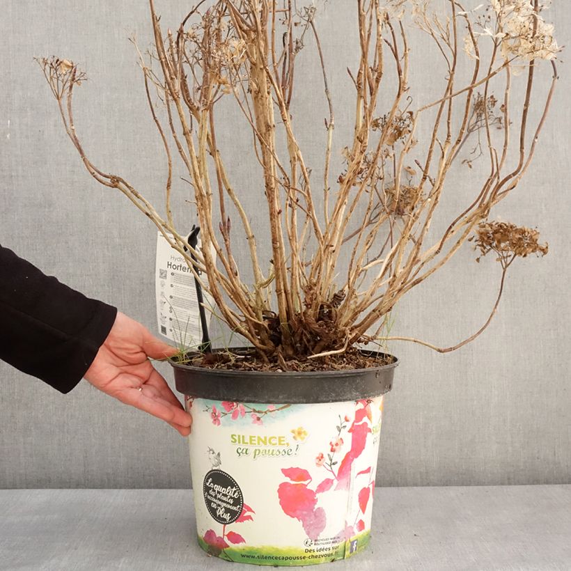 Esimerkki talvella toimitetusta Jalohortensia Star Gazer 7,5 litran / 10 litran ruukku-taimesta