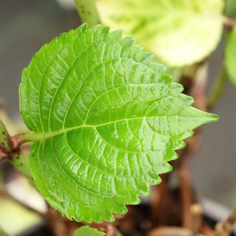Jalohortensia Stellar (vaaleanpunainen) (Lehvistö)