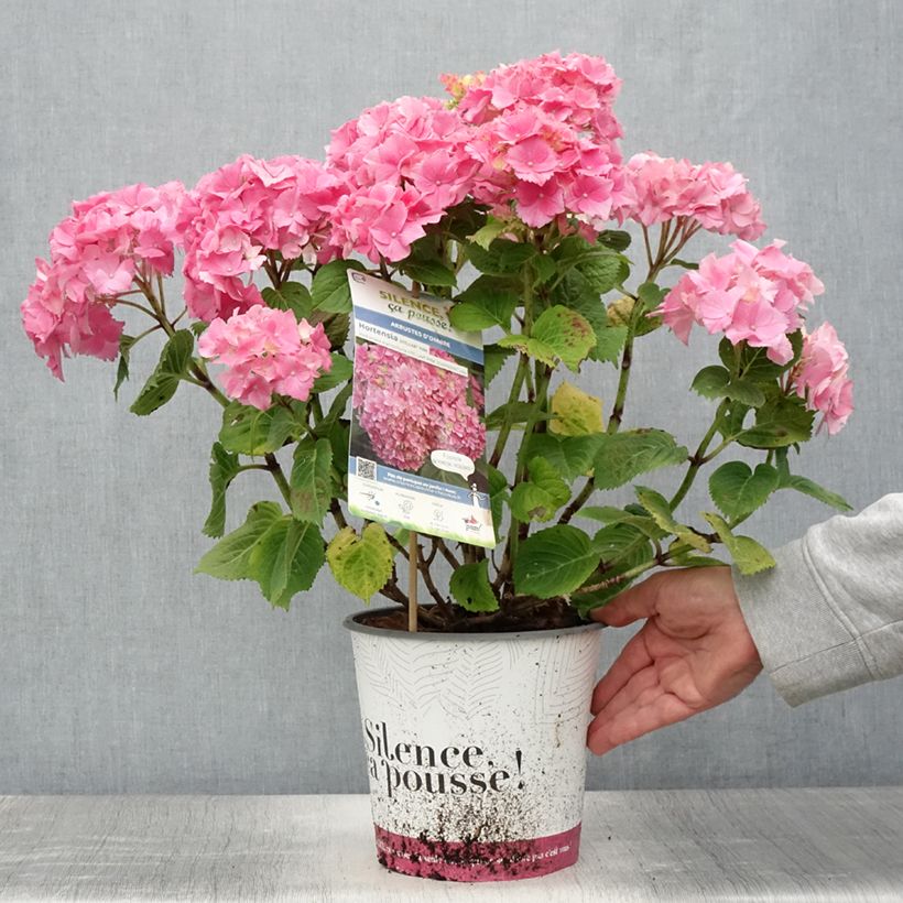 Esimerkki kesällä toimitetusta Jalohortensia Stellar (vaaleanpunainen) 4 litran/5 litran ruukku-taimesta
