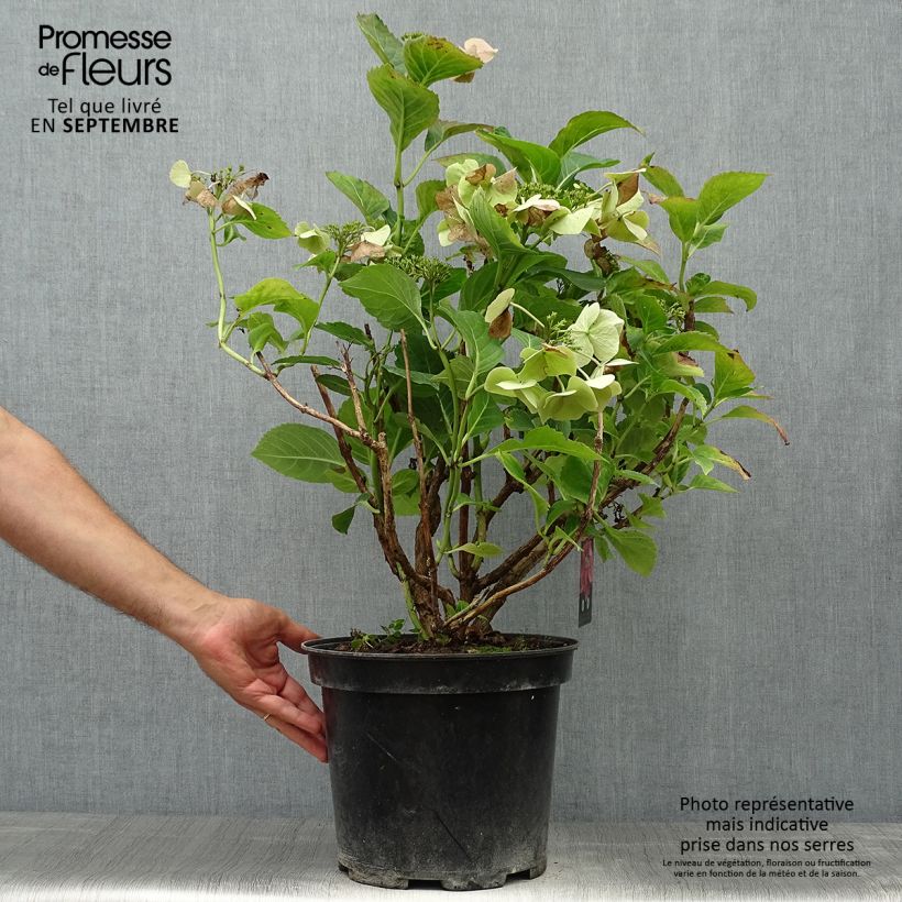 Esimerkki syksyllä toimitetusta Jalohortensia Teller Pink 7,5 litran / 10 litran ruukku-taimesta