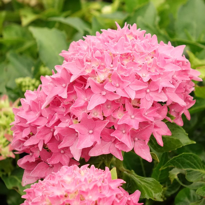 Jalohortensia Tovelit (Kukinta)
