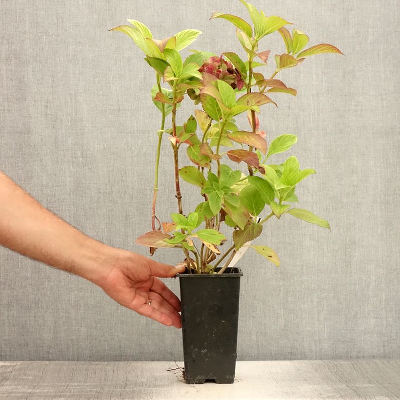 Esimerkki kesällä toimitetusta Jalohortensia Valvert 1,5 litran / 2 litran kannu-taimesta