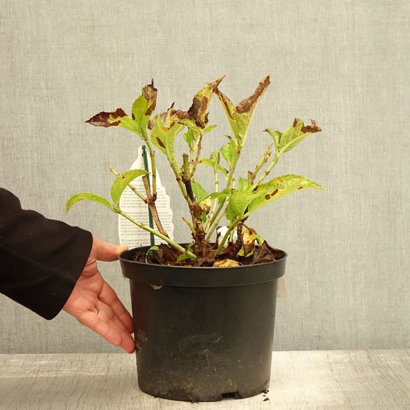 Esimerkki syksyllä toimitetusta Jalohortensia Verdi 4 litran/5 litran ruukku-taimesta