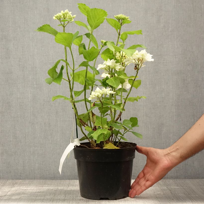 Esimerkki kesällä toimitetusta Jalohortensia Verdi 4 litran/5 litran ruukku-taimesta