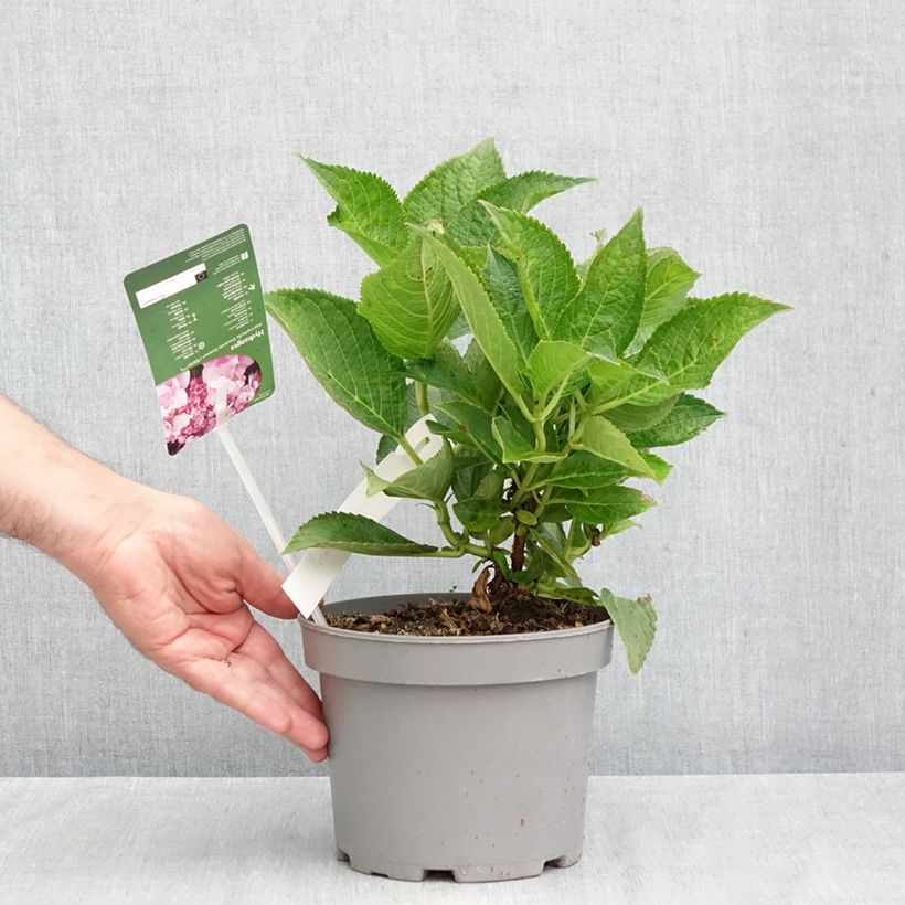 Esimerkki syksyllä toimitetusta Jalohortensia You and Me Forever 2 litran/3 litran ruukku-taimesta