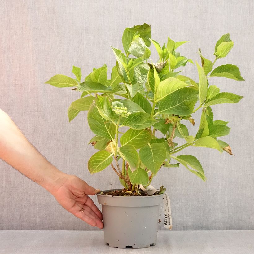 Esimerkki kesällä toimitetusta Jalohortensia You and Me Forever 2 litran/3 litran ruukku-taimesta