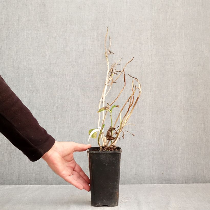 Esimerkki syksyllä toimitetusta Jalohortensia You and Me Inspire 1,5 litran / 2 litran kannu-taimesta