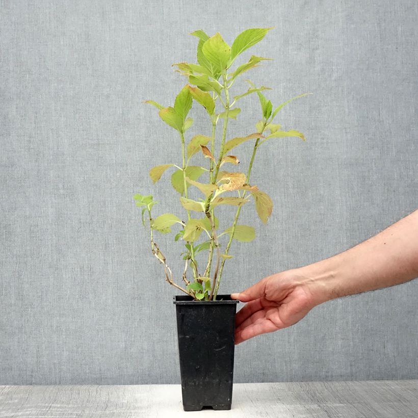 Esimerkki kesällä toimitetusta Jalohortensia You and Me Inspire 1,5 litran / 2 litran kannu-taimesta