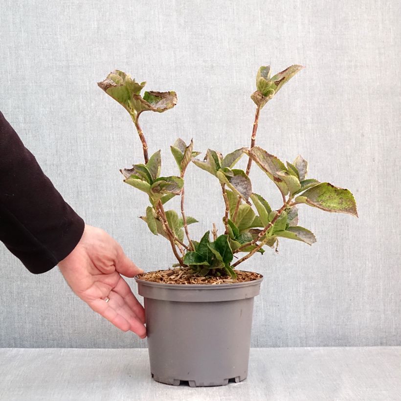 Esimerkki syksyllä toimitetusta Jalohortensia You and Me Love 3 litran/4 litran ruukku-taimesta