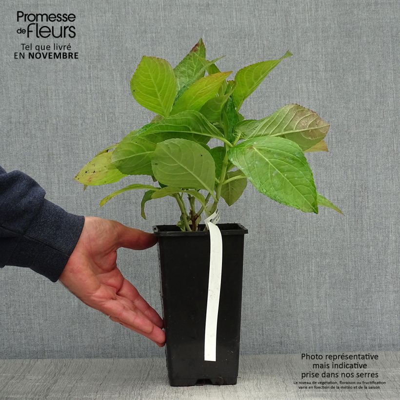 Esimerkki syksyllä toimitetusta Jalohortensia You and Me Romance 1,5 litran / 2 litran kannu-taimesta