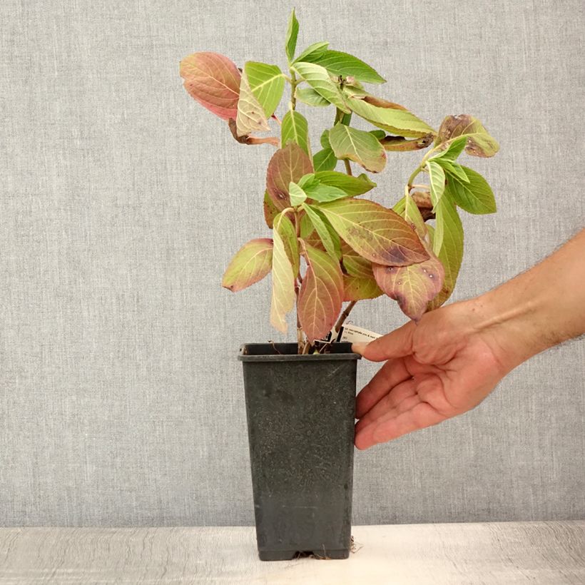 Esimerkki kesällä toimitetusta Jalohortensia You and Me Romance 1,5 litran / 2 litran kannu-taimesta