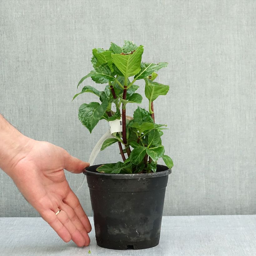 Esimerkki kesällä toimitetusta Jalohortensia Zorro 1 litran / 1,5 litran ruukku-taimesta