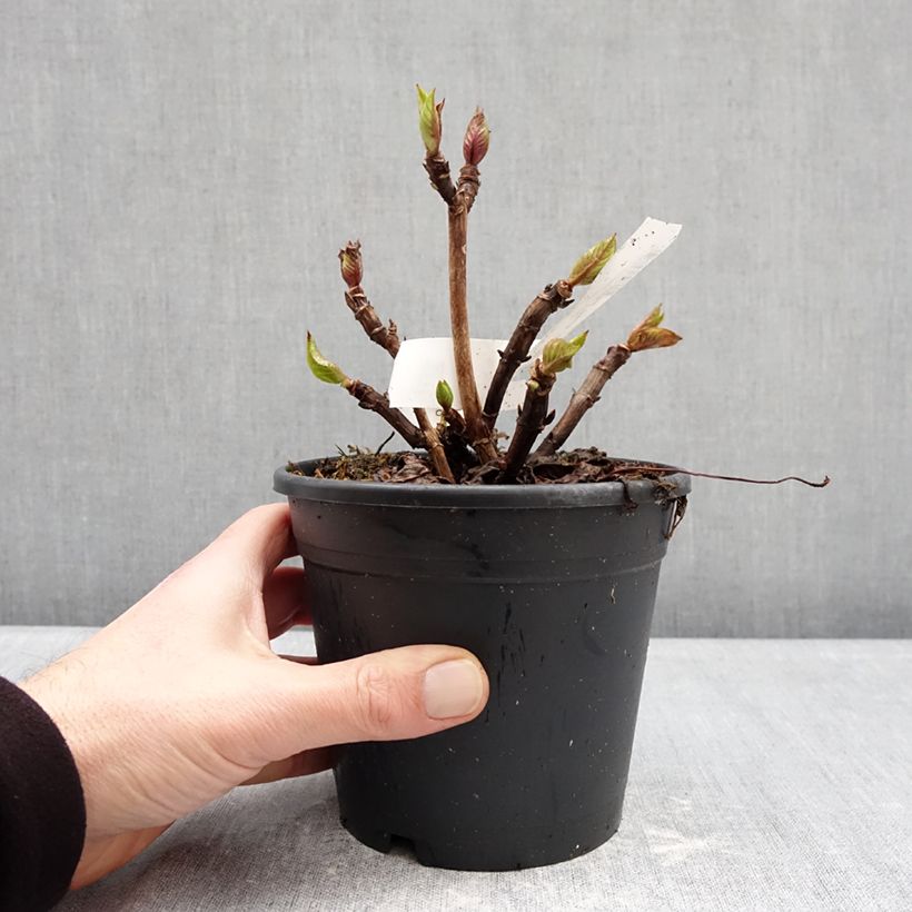 Esimerkki talvella toimitetusta Jalohortensia Zorro 1 litran / 1,5 litran ruukku-taimesta