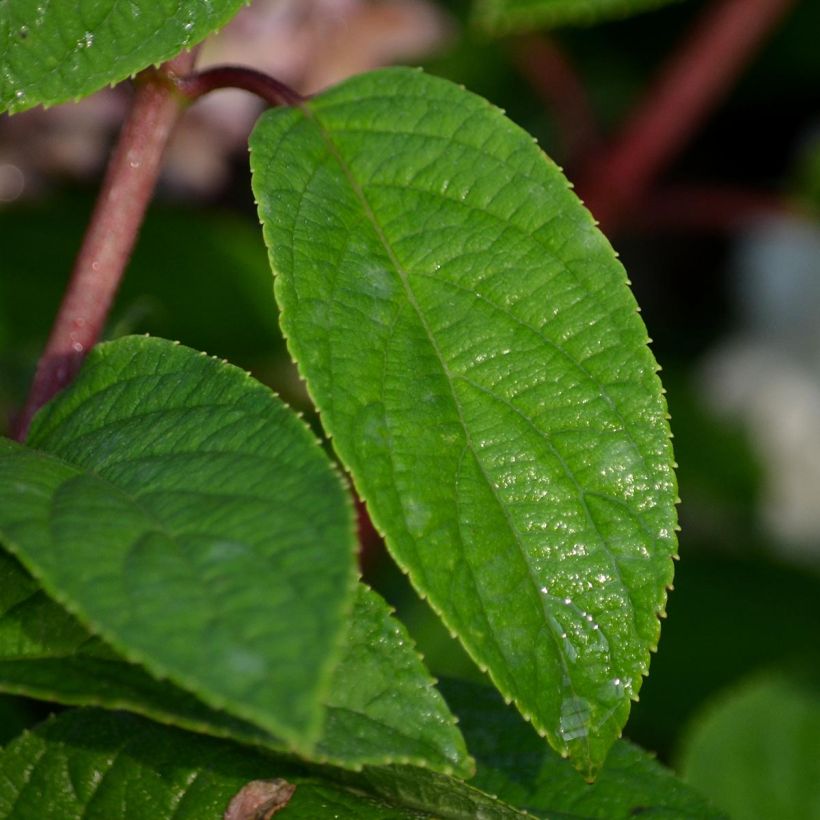 Syyshortensia Bobo (Lehvistö)