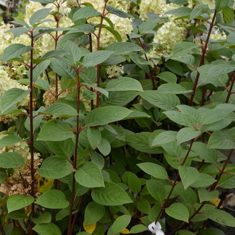 Syyshortensia Early Sensation (Lehvistö)