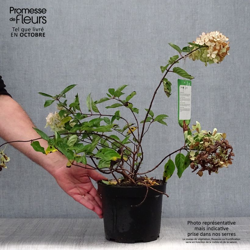 Esimerkki syksyllä toimitetusta Syyshortensia Grandiflora 3 litran/4 litran ruukku-taimesta