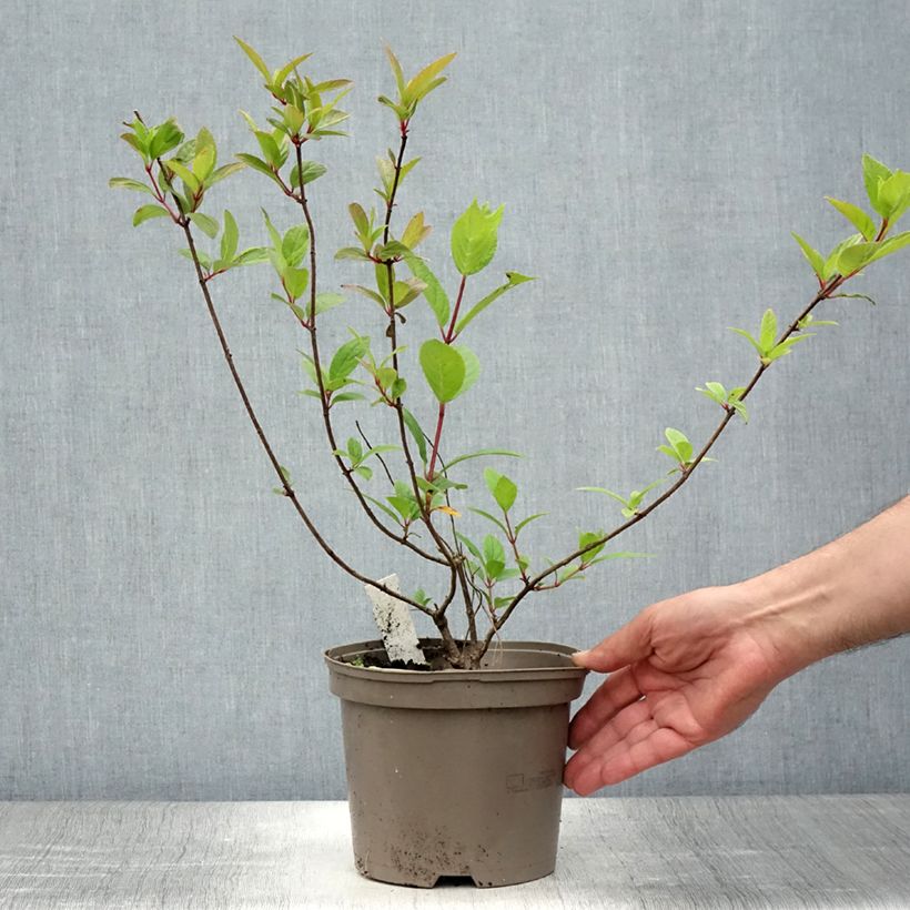Esimerkki kesällä toimitetusta Syyshortensia Grandiflora 3 litran/4 litran ruukku-taimesta