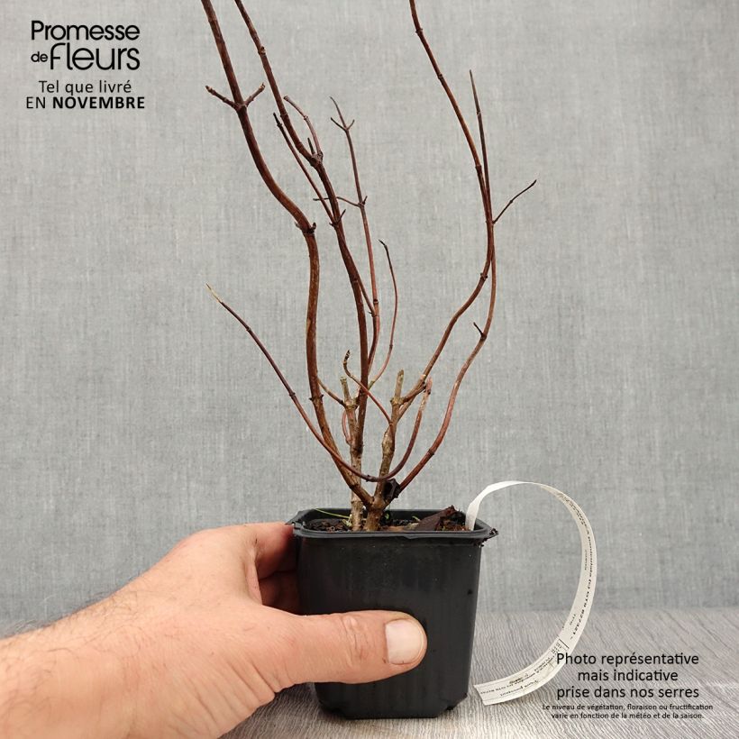 Esimerkki syksyllä toimitetusta Syyshortensia Grandiflora 8/9 cm taimiruukku-taimesta