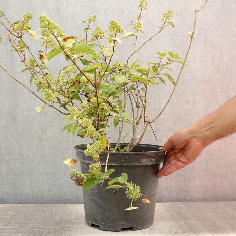 Esimerkki kesällä toimitetusta Hydrangea paniculata Kyushu - Hortensia paniculé Pot de 7,5L/10L-taimesta