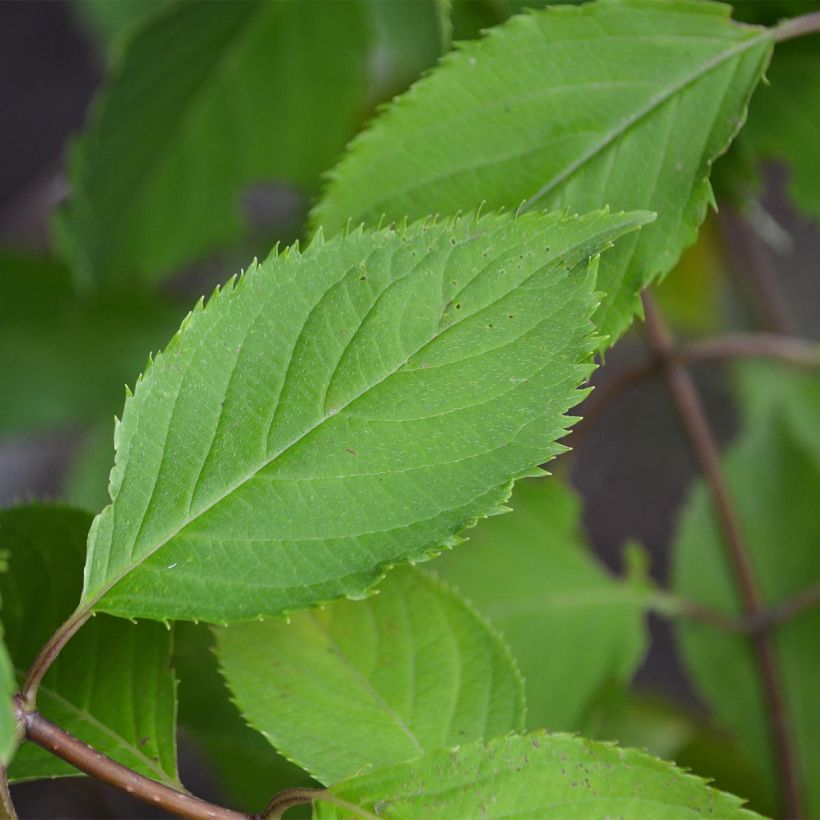 Syyshortensia Levana (Lehvistö)