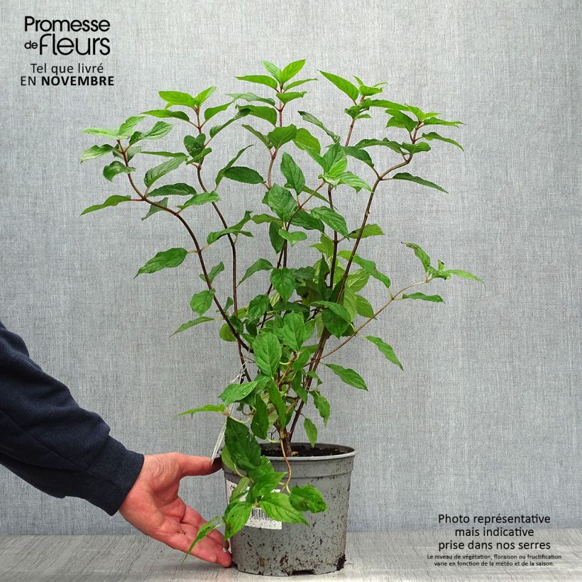Esimerkki syksyllä toimitetusta Hydrangea paniculata Limelight - Hortensia paniculé Pot de 3L/4L-taimesta